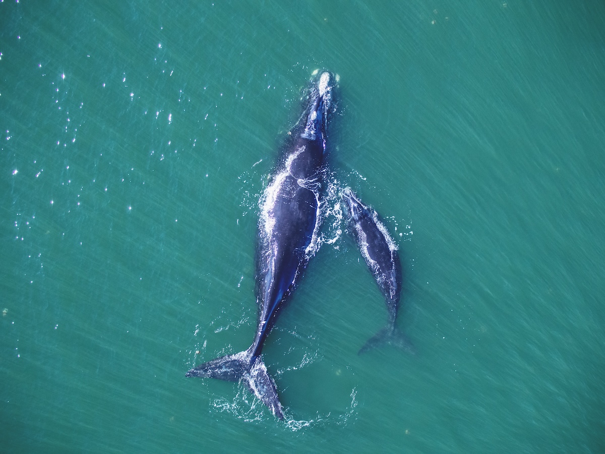 ⁉️Did you know North Atlantic #rightwhales used to bigger?

Speaking with <a href="/WCAI_NPR/">CAI</a> , #WHOI biologist Michael Moore explains why it's harder for these critically endangered mammals to survive &amp; reach their full potential!

📻 Tune in: go.whoi.edu/cai-whale

📸 NMFS permit 2137