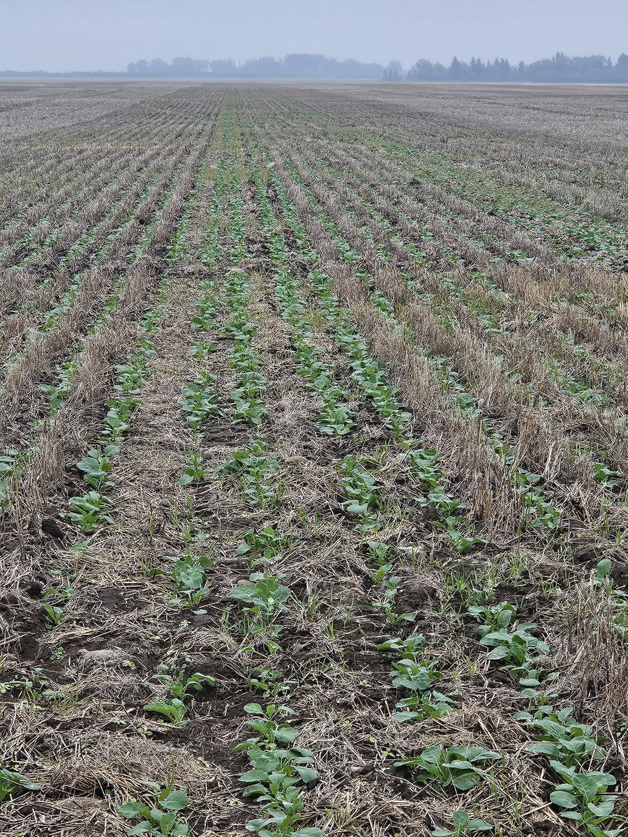 Jerrod Peters (@zeefarmer) on Twitter photo Even 1 mm of rain freshens things up and makes it all look nicer. The ol Seedhawk at 3 lbs for the win. And thankful I put RR canola in. ๐ฌ Even 1 mm of rain freshens things up and makes it all look nicer. The ol Seedhawk at 3 lbs for the win. And thankful I put RR canola in. ๐ฌ
