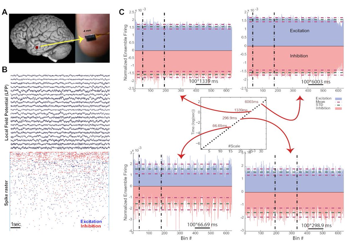 neurovium's tweet image. Cortex exhibits &quot;scale-invariant mirroring&quot; across different temporal scales, from milliseconds to seconds. This suggests robust, underlying dynamics
#CorticalDynamics #ScaleInvariance #BrainStates 2/n
