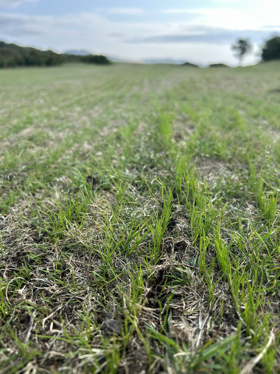 Craig Berry (@berry97) on Twitter photo Greens looking healthy and rolling well.
Nice to see <a href="/BarenbrugUK/">Barenbrug UK</a> #RPR work its magic on some of our worn walkways.
Cue the downpour for another reset. ππΌ ππΌ
#LevenLinks Greens looking healthy and rolling well.
Nice to see <a href="/BarenbrugUK/">Barenbrug UK</a> #RPR work its magic on some of our worn walkways.
Cue the downpour for another reset. ππΌ ππΌ
#LevenLinks