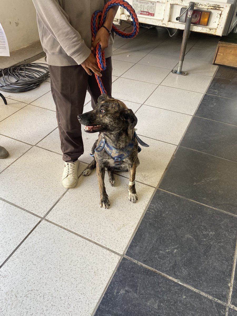 🐶🐱 Esta semana estuvimos en las colonias, Zaragoza, Riego Sur, Santa Cruz Guadalupe y El Encinar con servicios gratuitos: 🩺 vacunas, ✂️ esterilizaciones y 🗣️ pláticas sobre tenencia responsable. ¡Gracias por cuidar a tus lomitos y michis! 🐾💖 #Puebla #LaCapitalImparable