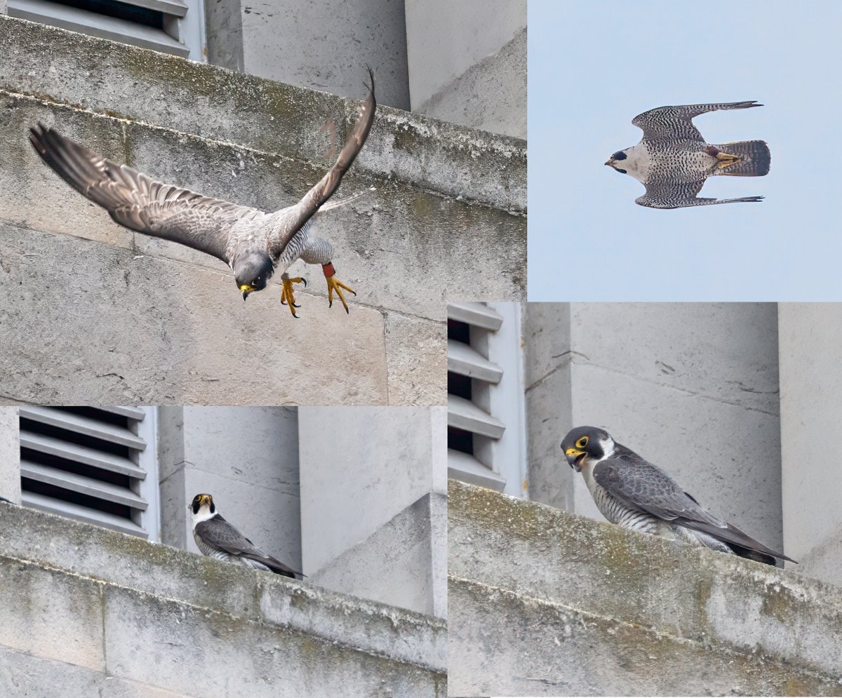 Dave Ward (@dwardphotos) on Twitter photo Peregrine Falcon at the Parkinson Building, Leeds University today. This I believe is T4H - a male who fledged from Wakefield Cathedral in 2021 and has been reported at Bradford City Hall in recent years <a href="/nybirdnews/">NorthYorksBirdNews</a> <a href="/leedsbirder/">Leeds Birder</a> Peregrine Falcon at the Parkinson Building, Leeds University today. This I believe is T4H - a male who fledged from Wakefield Cathedral in 2021 and has been reported at Bradford City Hall in recent years <a href="/nybirdnews/">NorthYorksBirdNews</a> <a href="/leedsbirder/">Leeds Birder</a>