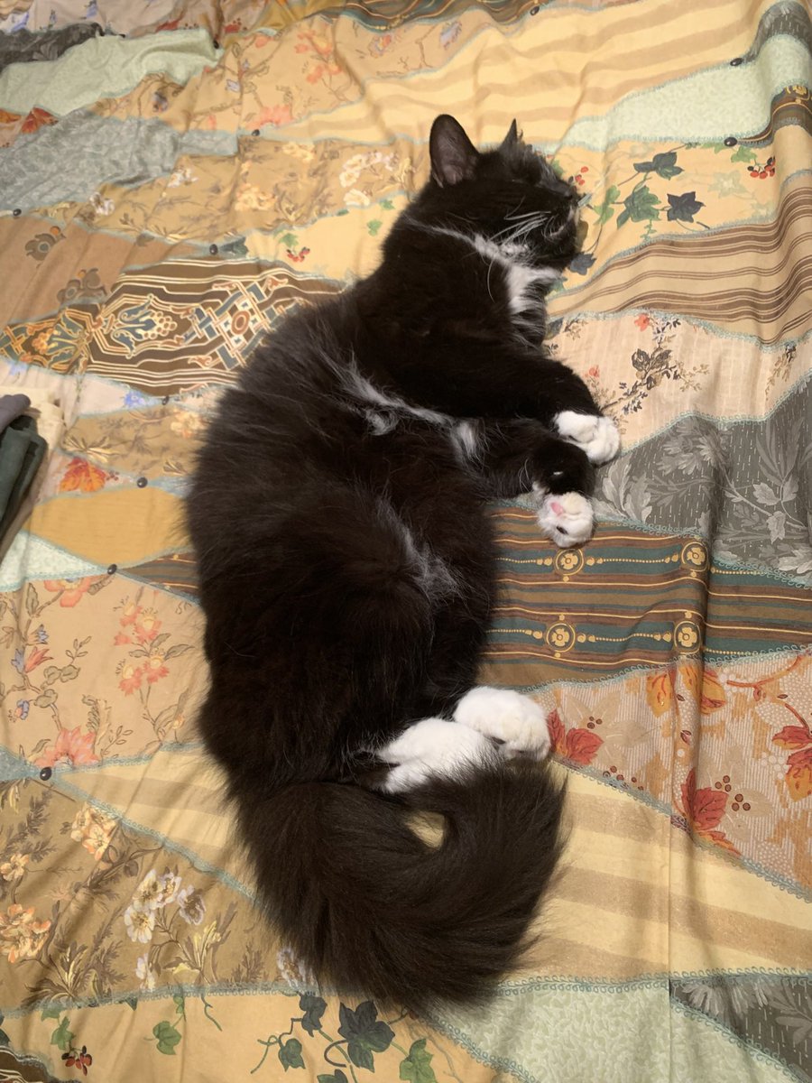 #HedgewatchForAlfie <a href="/PoppyAndMolly2/">Alfie 🌈 and Poppy 🌈</a> 

Mum is still not home so I’m doing a DUVET shift and thinking of Alfie and his family. 

Dad sent the photo &amp; said I’m thinking of sossidges. Not tonight 

#FridayFeeling #friendships