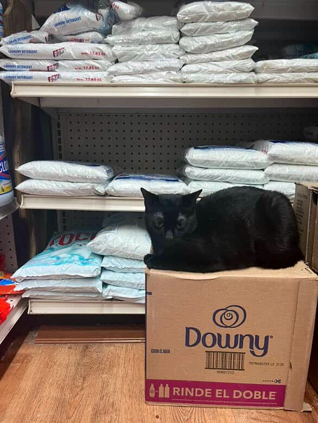 Bodega Cats (@bodegacats_) on Twitter photo 