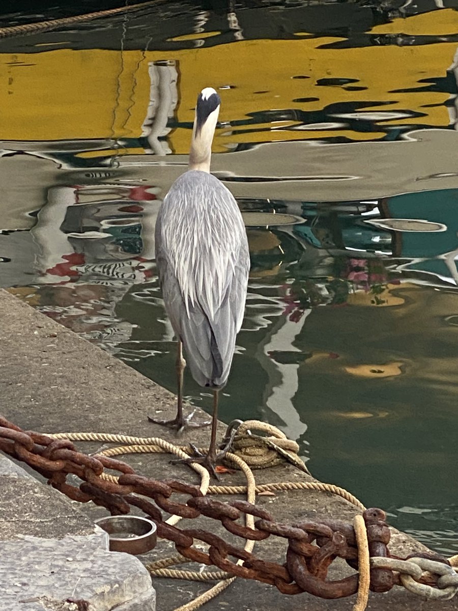 woodsnyc's tweet photo. #Heron #coastal #vivid #birds #birdpagentry @birdsoftheworld 
Took the photos just after 8pm in Portofino. Within minutes the local seagull tormented the Heron. https://t.co/DckqwhaZPJ