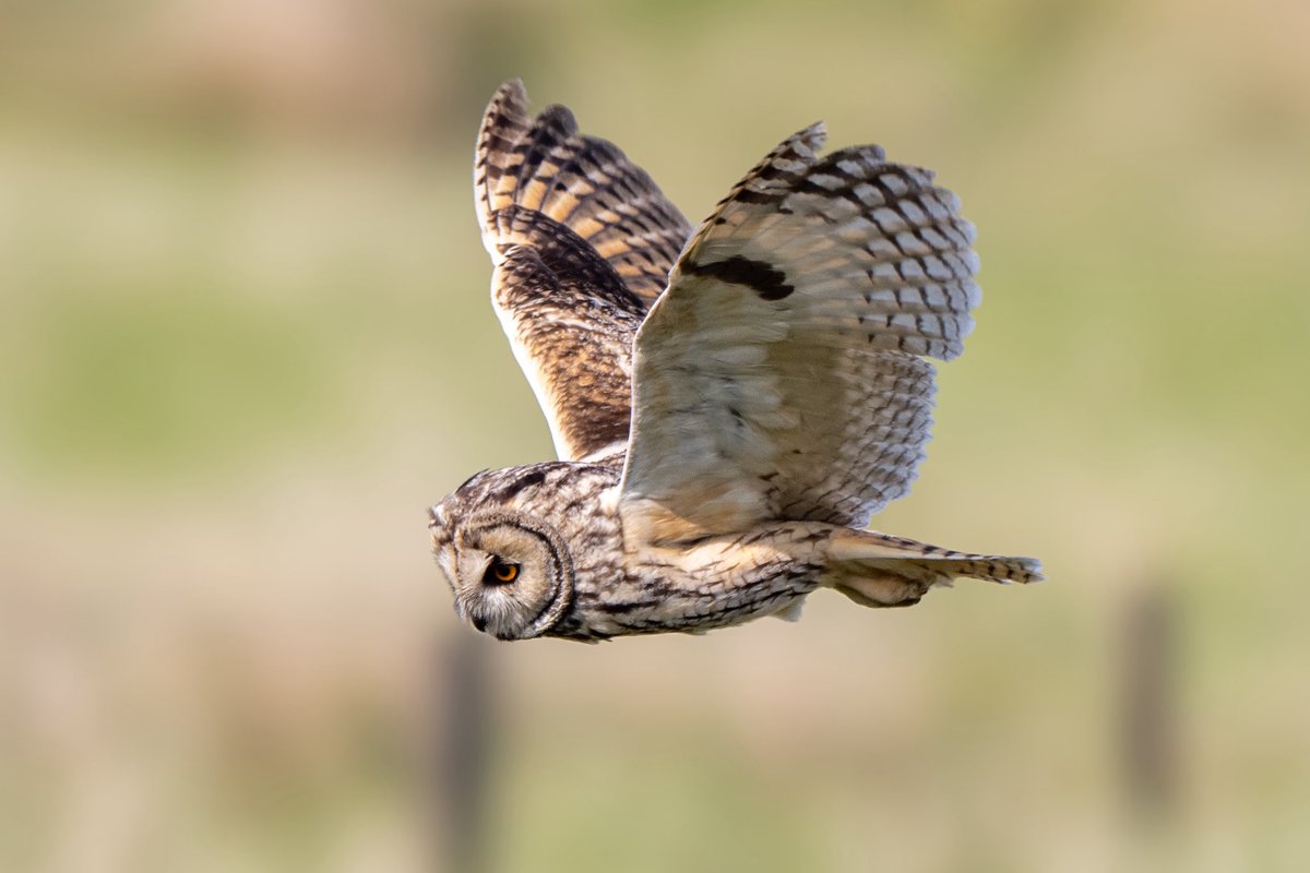 craig1979Smith's tweet photo. Evening spent photographing Long Eared Owls in Lancashire @BBCSpringwatch @RSPBEngland @RSPBbirders @Natures_Voice @_BTO @Lancswildlife @WildlifeTrusts #Springwatch #springwatch20 #longearedowls https://t.co/R7JTXwrvcl