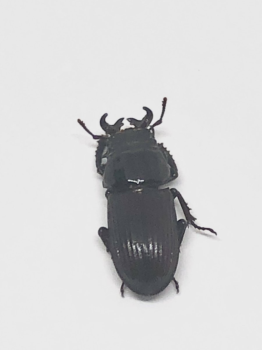 bugs_shop's tweet photo. アスタコイデス
ルイスツノヒョウタンクワガタ
追加しました。 https://t.co/AjNtuQjy4I