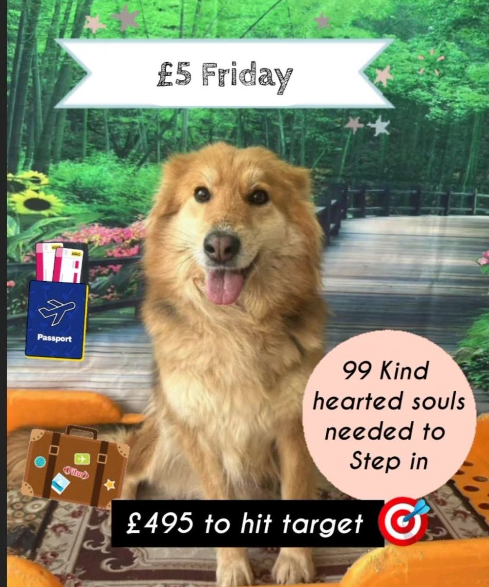 SaveKoreanDogs tweet media