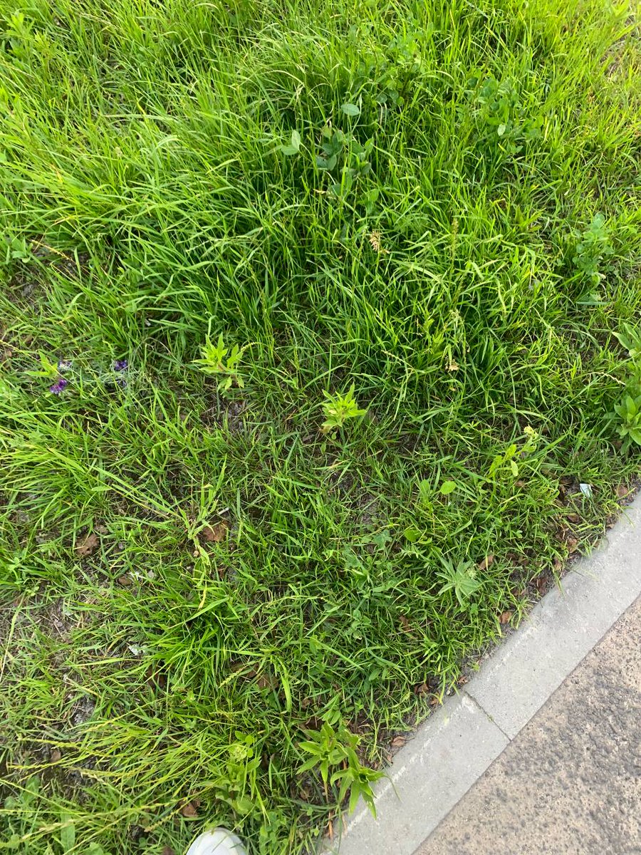 Heatherance1's tweet photo. green post, green weekends rom quests  #openseatouchgrass https://t.co/1SvgQioU1C
