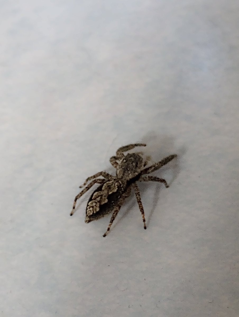 I found a cute spider
