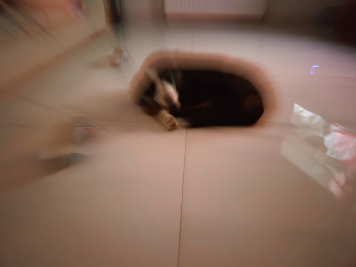 DrHindmarsh's tweet image. When you've had a couple of glasses of wine too many and your dog glances at you in discussed.