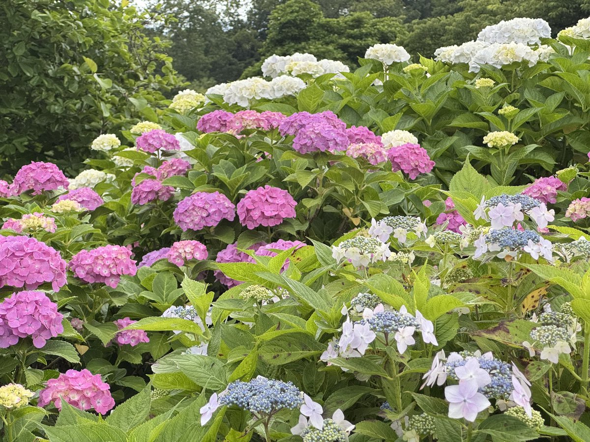 Eko3F's tweet photo. 昨日は仕事が早めに終わったので戸川公園に寄りました

アジサイ見頃になってきてますね☺️
色づき始めののアジサイが可愛くて好き︎💕︎︎
 #戸川公園 
 #アジサイ
 #秦野市 https://t.co/01fbSp2BKA