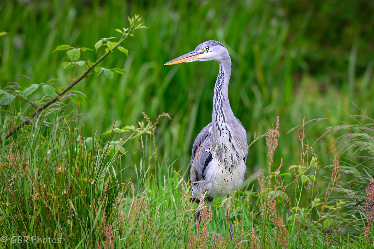 Kingfisher and Heron at the Trossachs Osprey Hide. #kingfisher #NaturePhotography <a href="/lomondtrossachs/">Loch Lomond & The Trossachs</a>