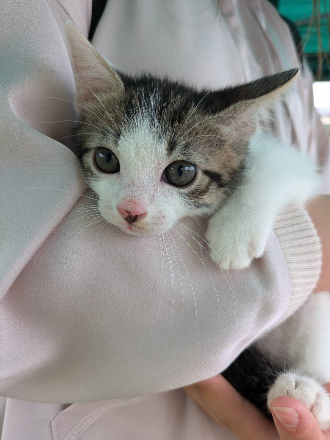 飼い主探し隊（岐阜県各務原） on X: 