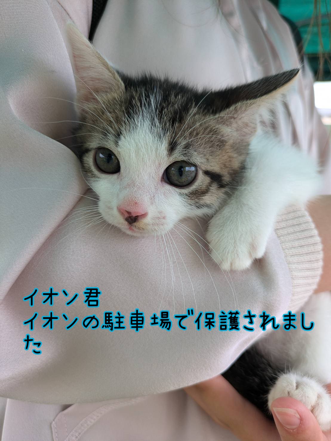 飼い主探し隊（岐阜県各務原） on X: 
