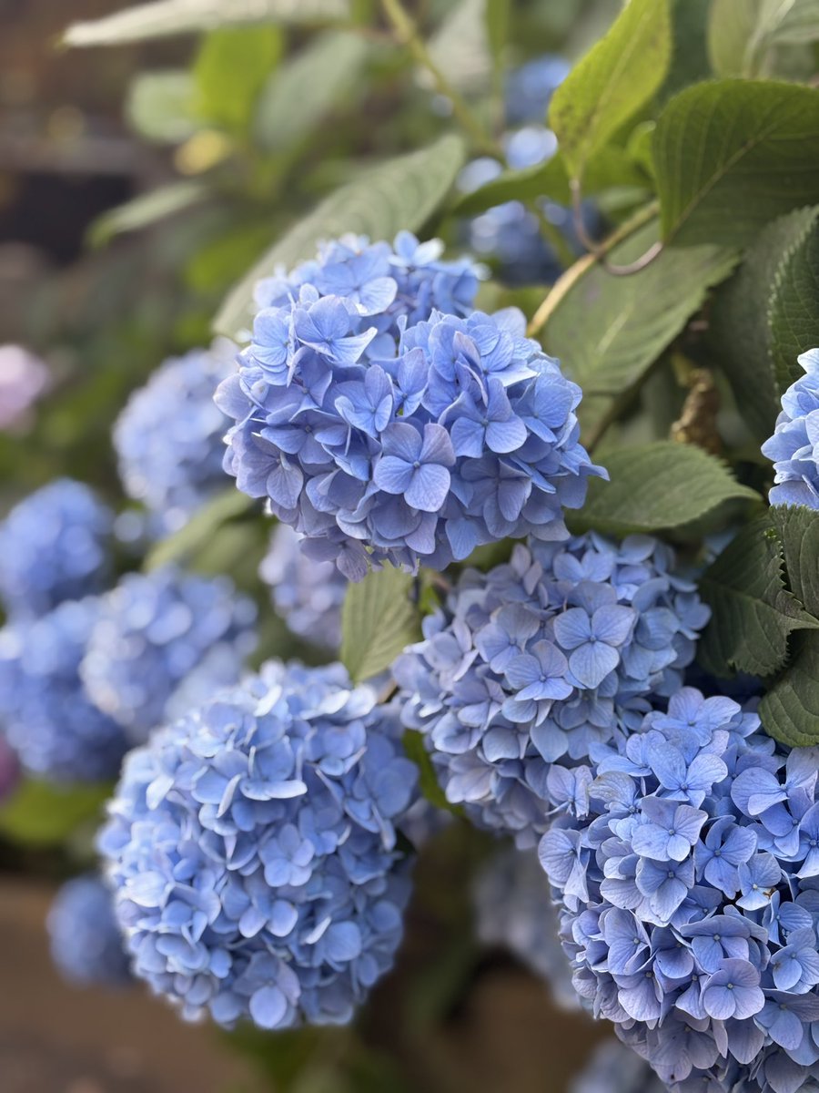 #文京区あじさい祭り
めっちゃ綺麗だった！