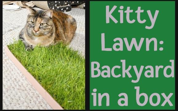 Today's re-run from February 2024: Kitty Lawn: Backyard in a box.

#sponsored #cats #grass #enrichment

mommakatandherbearcat.com/2024/02/kitty-…