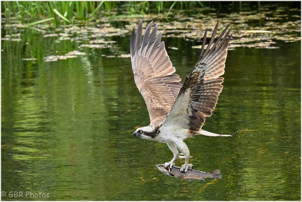 Selection of Osprey Shots taken at The Trossachs Osprey Hide today. #osprey #birdofprey #nature #NaturePhotography