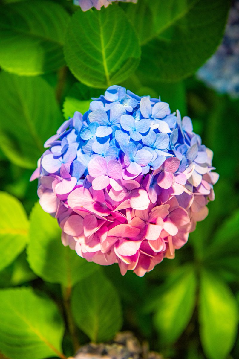 今年も見つけた2色のラッキー紫陽花