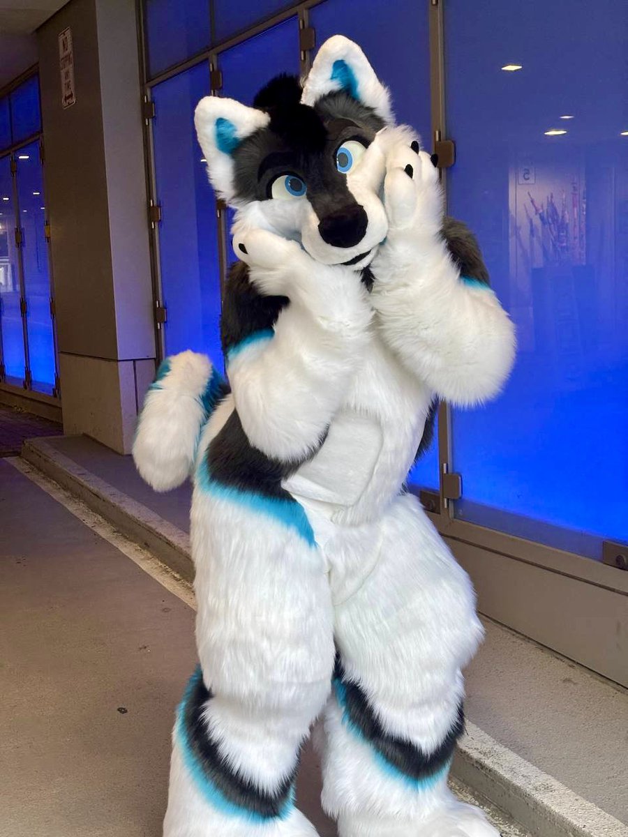 thedoggodex's tweet image. It’s #FursuitFriday so enjoy this big dog by a blue wall!!
📸 - @RoseStarwave