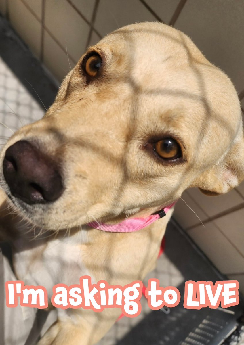 RoCoGB's tweet image. 🆘RAYA'S LIFE STILL HANGS in the BALANCE💔
Sweetest honey CAN BE KILLED ANYTIME💔
1yr American Pittie Terrier #A381415
HEARTLESSLY ABANDONED in a backyard, left 2 fend 4 herself🥲
So very precious, craves love, soaks up every pat from staff
Anxious meeting new faces but her heart