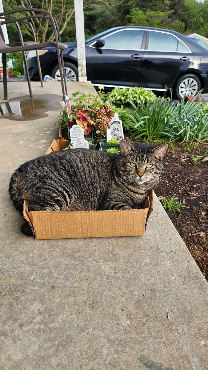 ihcffaj's tweet photo. @TRHLofficial Archie says, Happy Friday  😺 https://t.co/BamLky9RJ5