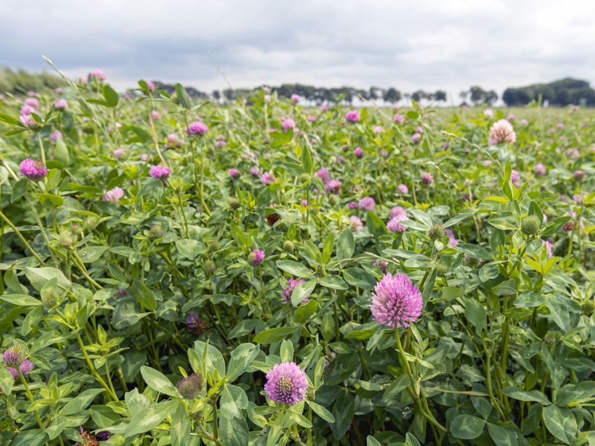 In no-dig gardening, never leave soil bare! Keep it covered with crops or green manures like crimson clover in spring or winter field beans in autumn. After growth, chop &amp; drop as mulch. This feeds soil life, suppresses weeds &amp; protects structure. 🌱 #NoDig #GreenManure
