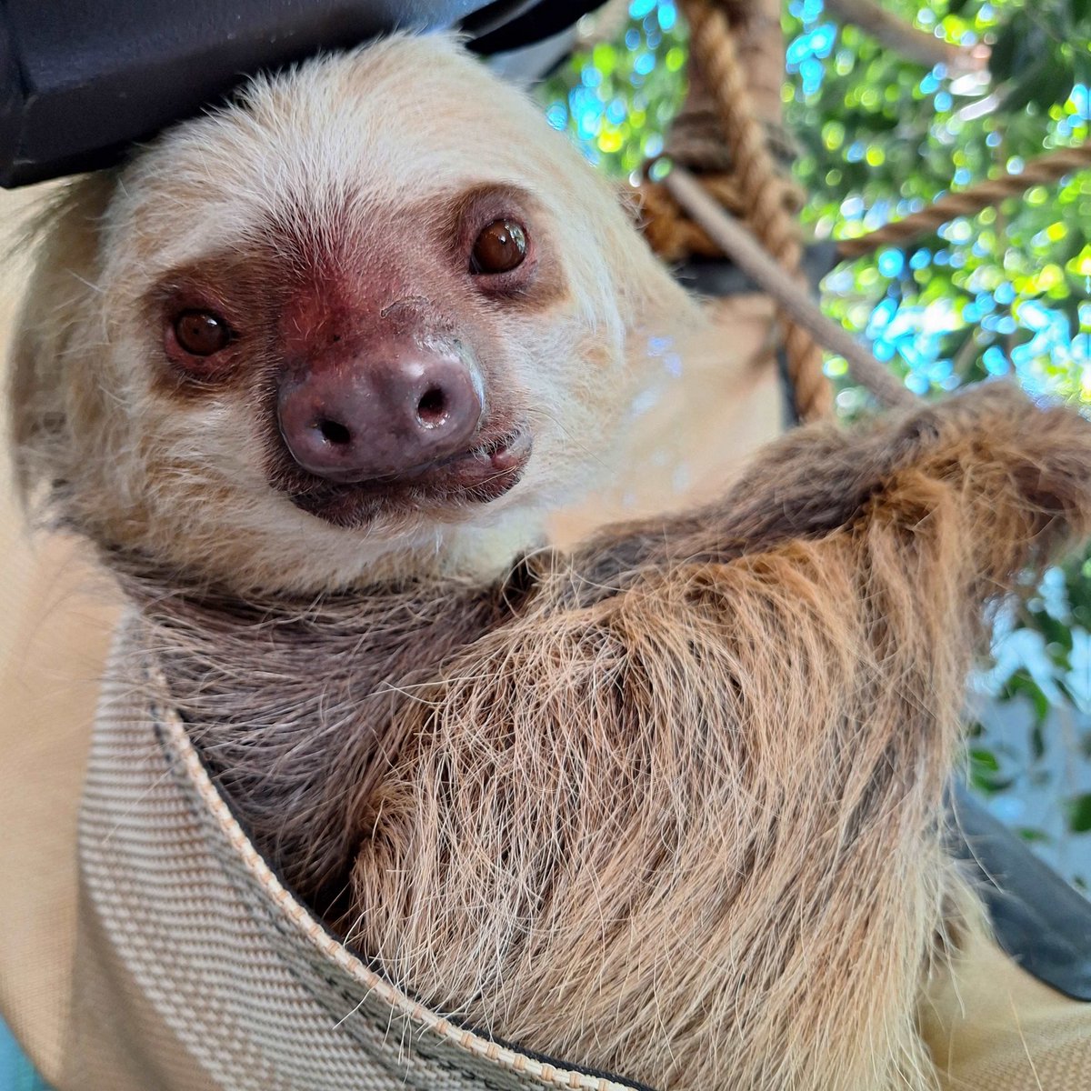 CheyenneMtnZoo's tweet image. Set your alarms! Our spectacular Zoo Ball 2025 online auction closes tomorrow, Sat., June 14 at 7:15 p.m. (MT)!
Don't miss your chance to bid on incredible auction items from unique animal art and once-in-a-lifetime animal experiences, like the opportunity to meet all four…