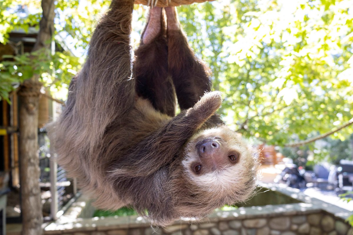 CheyenneMtnZoo's tweet image. Set your alarms! Our spectacular Zoo Ball 2025 online auction closes tomorrow, Sat., June 14 at 7:15 p.m. (MT)!
Don't miss your chance to bid on incredible auction items from unique animal art and once-in-a-lifetime animal experiences, like the opportunity to meet all four…