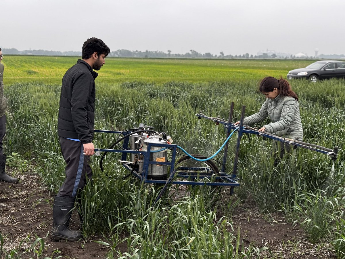 Inoculating Bacterial Leaf Streak 🌱 on a diverse hard red winter wheat panel from public &amp; private breeding programs across 10 U.S. states. Advancing resistance screening for improved BLS management!
Thanks to <a href="/plantpath_PD/">Gazala Ameen👩🏻‍🔬👉🏽🦸🏻‍♀️</a> for continuous guidance!
#BLS #DiseaseResistance #SDSU