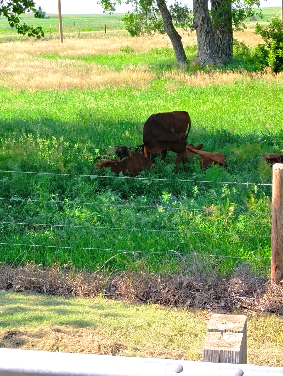 Was able to get a few calves for a reasonable price. These are little girls (avg. 370#). They are on their own 5 acres with supplemental feed every morning. They are loving life in the pasture, out of the yard.