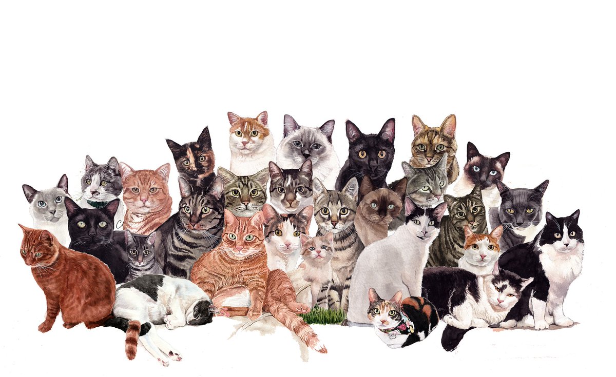 It started with just one, then two… and suddenly, a whole family! 😹
Each cat was hand-painted as a custom order, then combined into one big watercolor piece.
Want one too? Just send a photo of your cat 🎨💌  fiverr.com/s/XLwoVbV 
#CatPortrait #PetArt #Watercolor