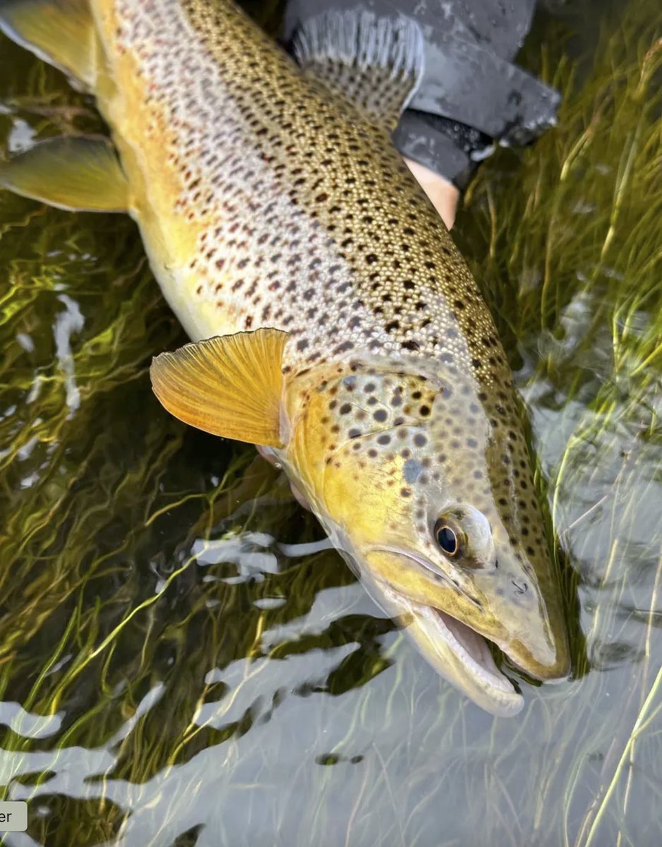 ElevenAngling (@elevenangling) on Twitter photo The Taylor River and nearby waters offer something for every angler. Learn more at the link below.
elevenexperience.com/explore/gold-m… 
#flyfishing The Taylor River and nearby waters offer something for every angler. Learn more at the link below.
elevenexperience.com/explore/gold-m… 
#flyfishing