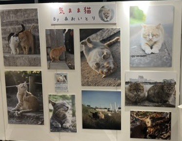 あおいとり🐱写真集「ずっと気まま猫」発売中 (@bluebirdjourney