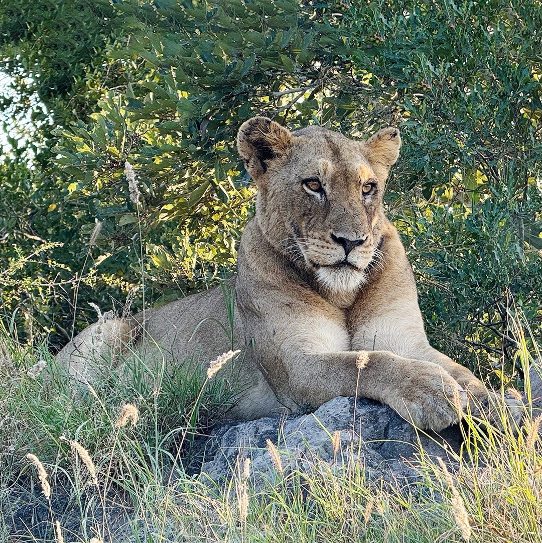 NateyesPhoto's tweet image. "All right, Mr. DeMille, I'm ready for my close-up."

#lioness #nature #africa #sabisand #naturephotographer #wanderlust #traveltheworld