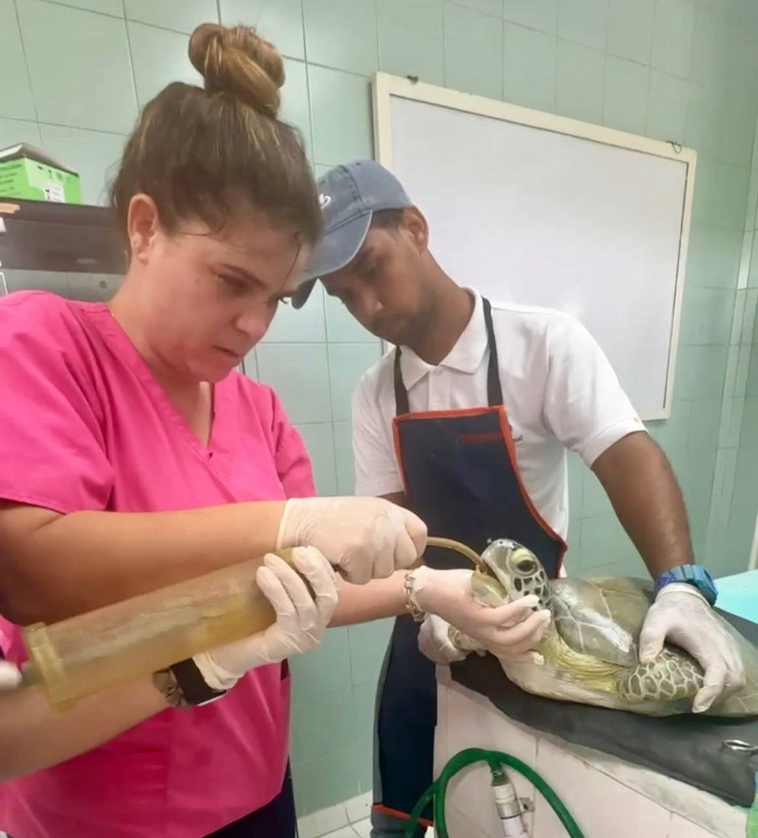 🟢 Actualización sobre la tortuga verde rescatada 🐢💚

¿Recuerdan a la tortuga verde que llegó al Acuario Nacional con una herida en el ojo izquierdo y en ambas aletas delanteras?

¡Queremos compartir con ustedes que continúa bajo nuestros cuidados en la Clínica Veterinaria.