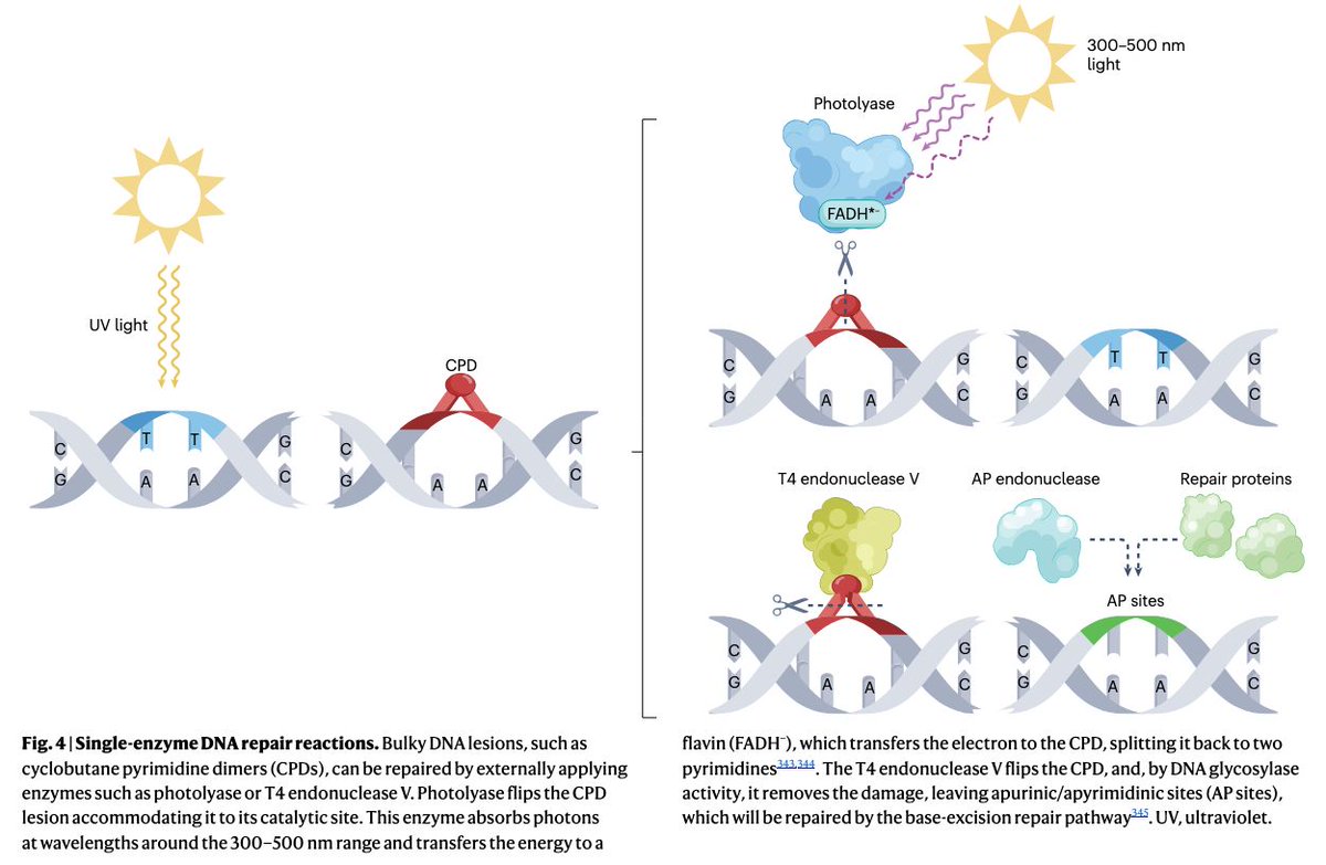 Targeting DNA damage in ageing: towards supercharging DNA repair nature.com/articles/s4157… (read free: rdcu.be/eqQ7R) 🧬🖥️🧪