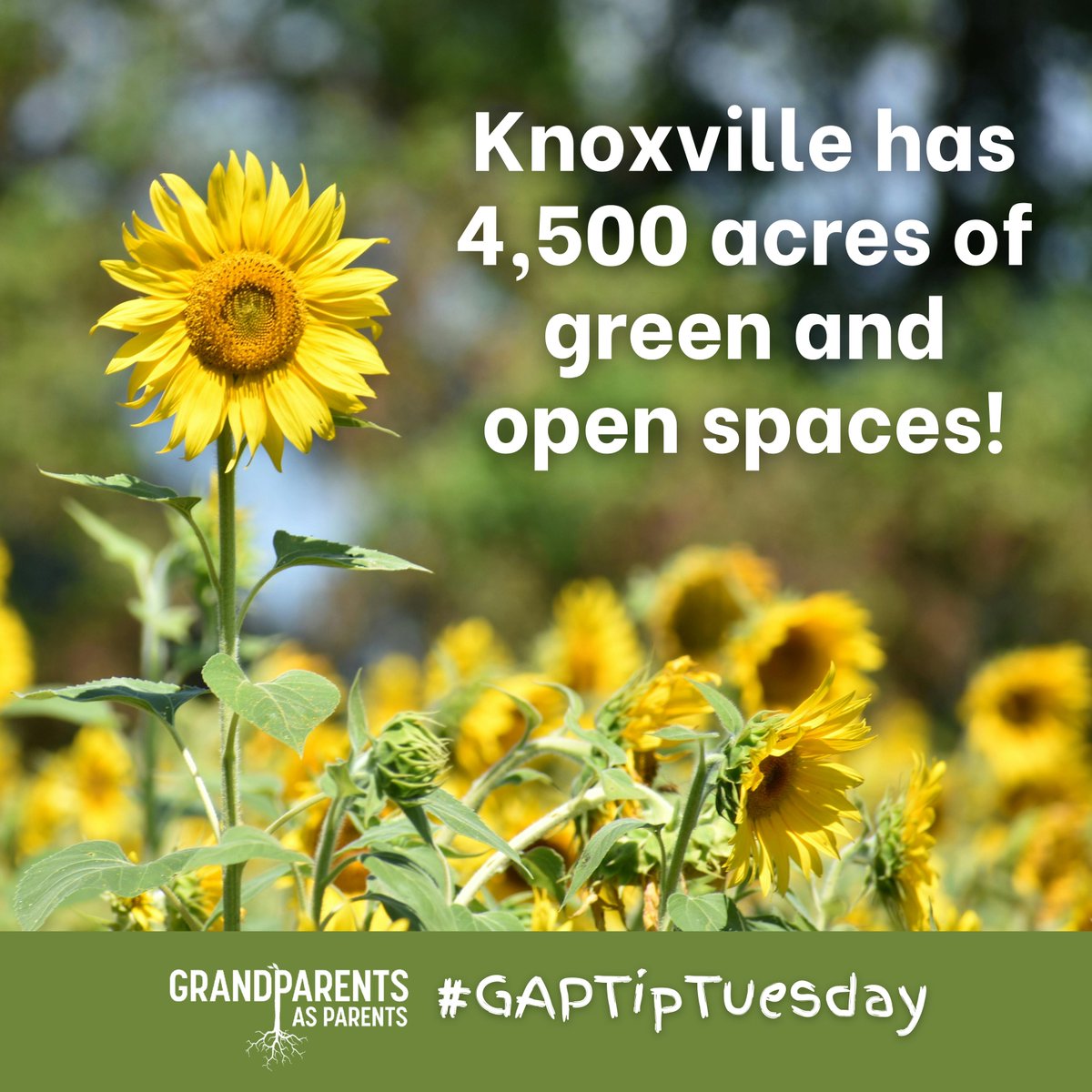 Knoxville has lots of green and open spaces to explore! Enjoying time in nature is a great way to spend time with loved ones. Check out this list from Visit Knoxville and plan your next outing! visitknoxville.com/things-to-do/o… 🌳