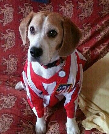 GolDeSoyuncu's tweet photo. Mi padre: Que no quiero perros en casa, devuélvelo que no nos lo quedamos

El perro a los dos meses de estar en casa: https://t.co/VuwUfmcbz2