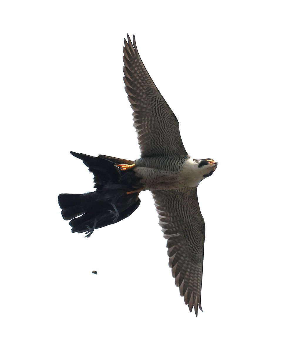 Lincoln Cathedral.
Good to see dad making regular food drops onto the roof of South West twin tower.