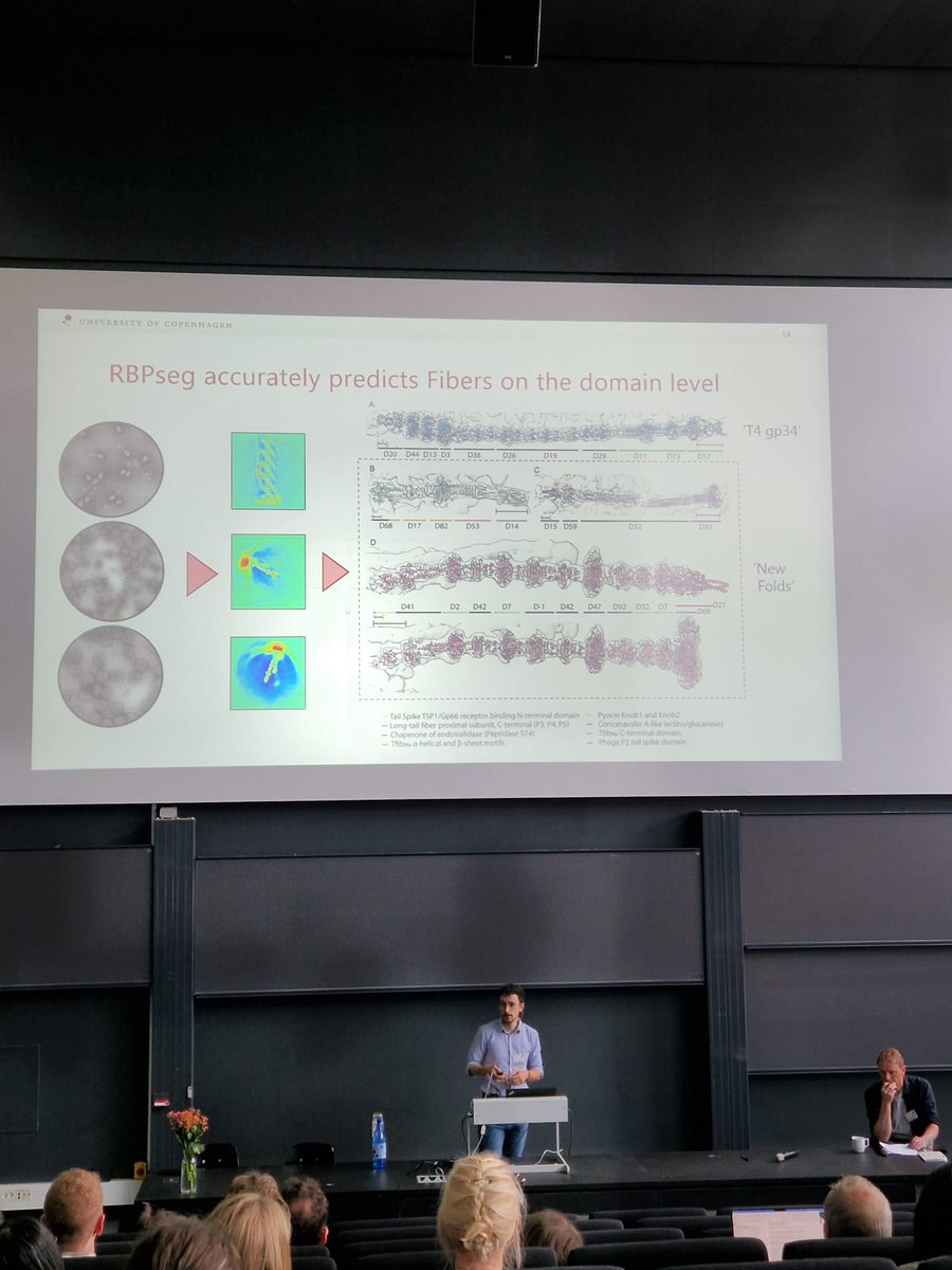VKleinSousa's tweet image. Had a fantastic time at the first Danish Viruses of Microbes meeting! Great to see all the cutting-edge phage research in the Nordics. Honored to present RBPseg + the tail fiber structural atlas. Thanks for the great questions & feedback! #DKVoM25 #Phages