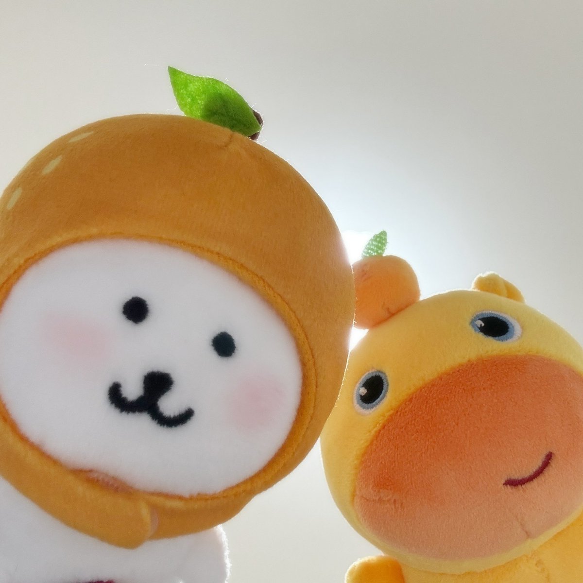 萌物博主回归一下。●v●