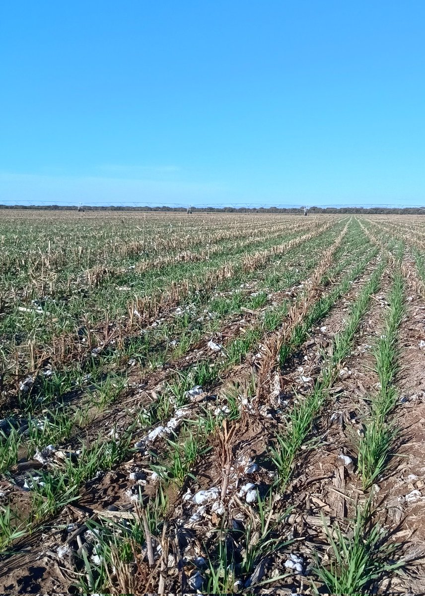 Saltando y cabeceando.
En plena cosecha de algodón en el N de San Luis. 
Lote que se cosecha, se siembra.
Trigo candeal.