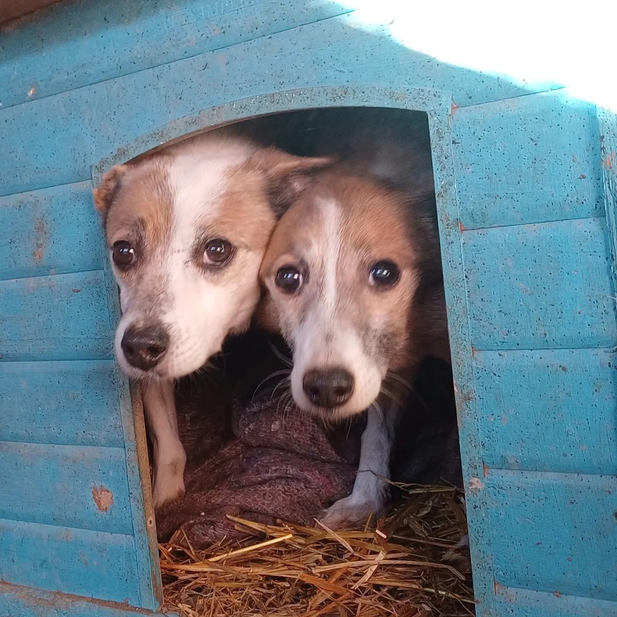 SavaSafeHaven's tweet photo. 🐾 They came as puppies.
They’re growing up behind bars. 💔

No dog should spend their whole life in a shelter. Help us find homes before it’s too late.

🛑 Adopt. Foster. Share.
📍 Galați, Romania
🔗 https://t.co/9Ic4bOuef5

#RescueDogs #AdoptDontShop #SaveThemYoung https://t.co/sXijQG12vu