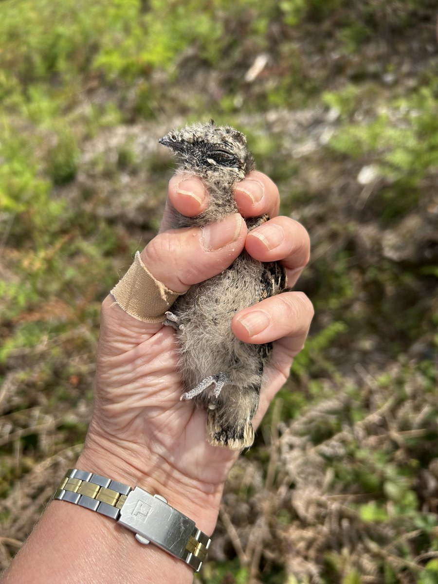 Glen Thomas PhD tweet media