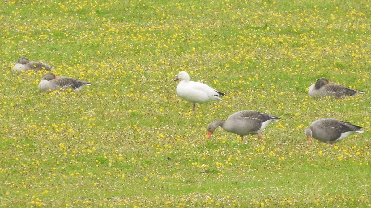 The Snow Goose that we first saw on Wednesday is still on Barra, trying to blend in with the Greylags but sticking out like a sore thumb!