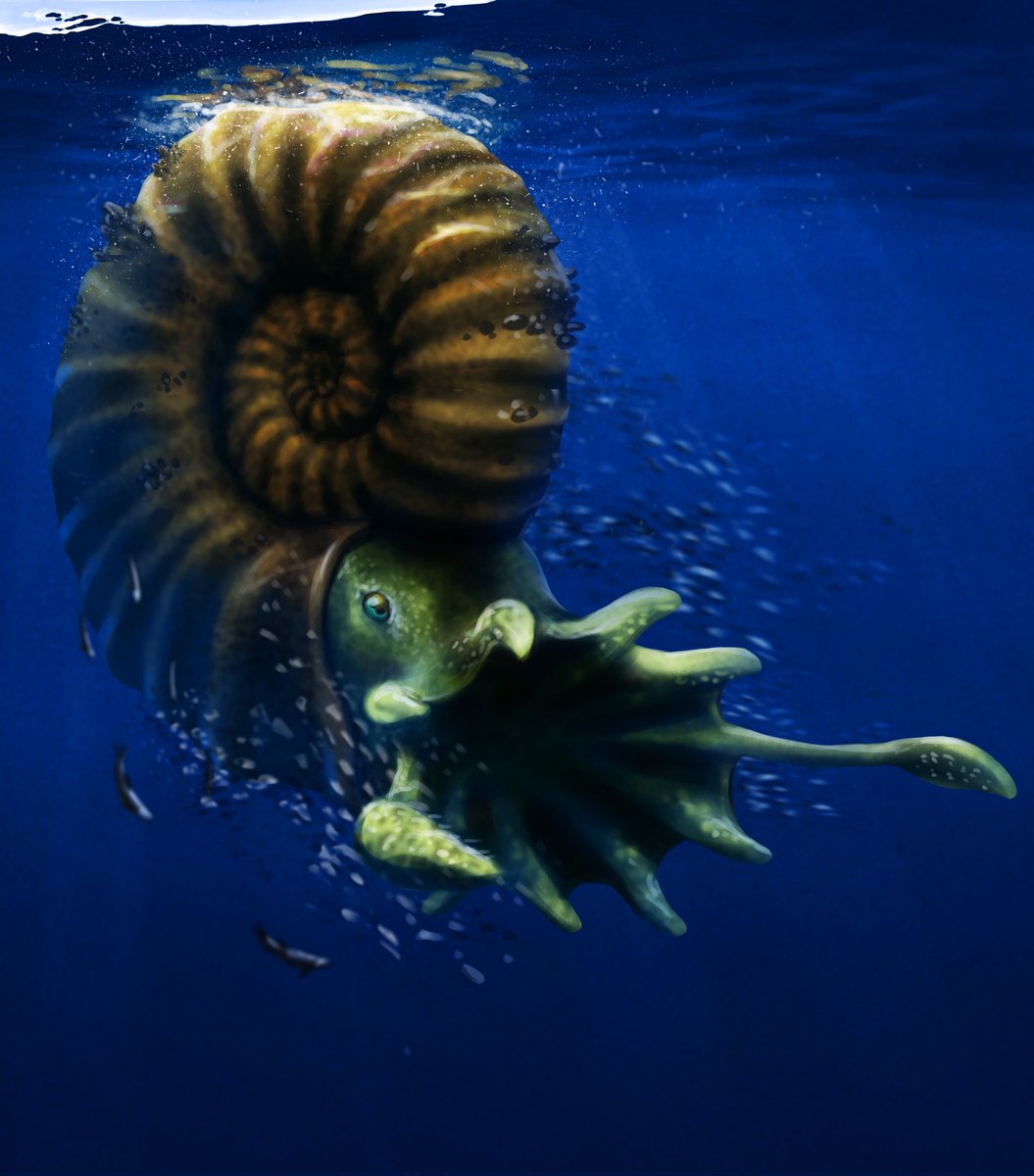 Ekhyl - Wildlife/Paleo Illustration tweet media