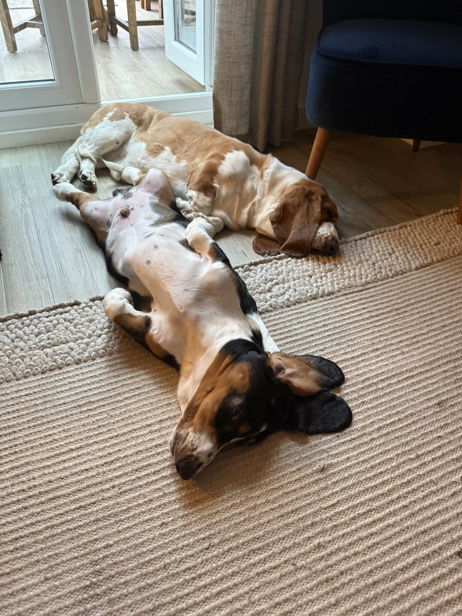 Mark_Historian's tweet image. Currently painting Star War Legion and some Napoleonics - these guys chilling at my feet in the heat

#itsadogslife

#keepgaming