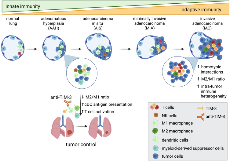 Cancer Cell (@cancer_cell) on Twitter photo Immune evolution in pre-invasive lung adenocarcinoma dlvr.it/TLLNd5 Immune evolution in pre-invasive lung adenocarcinoma dlvr.it/TLLNd5