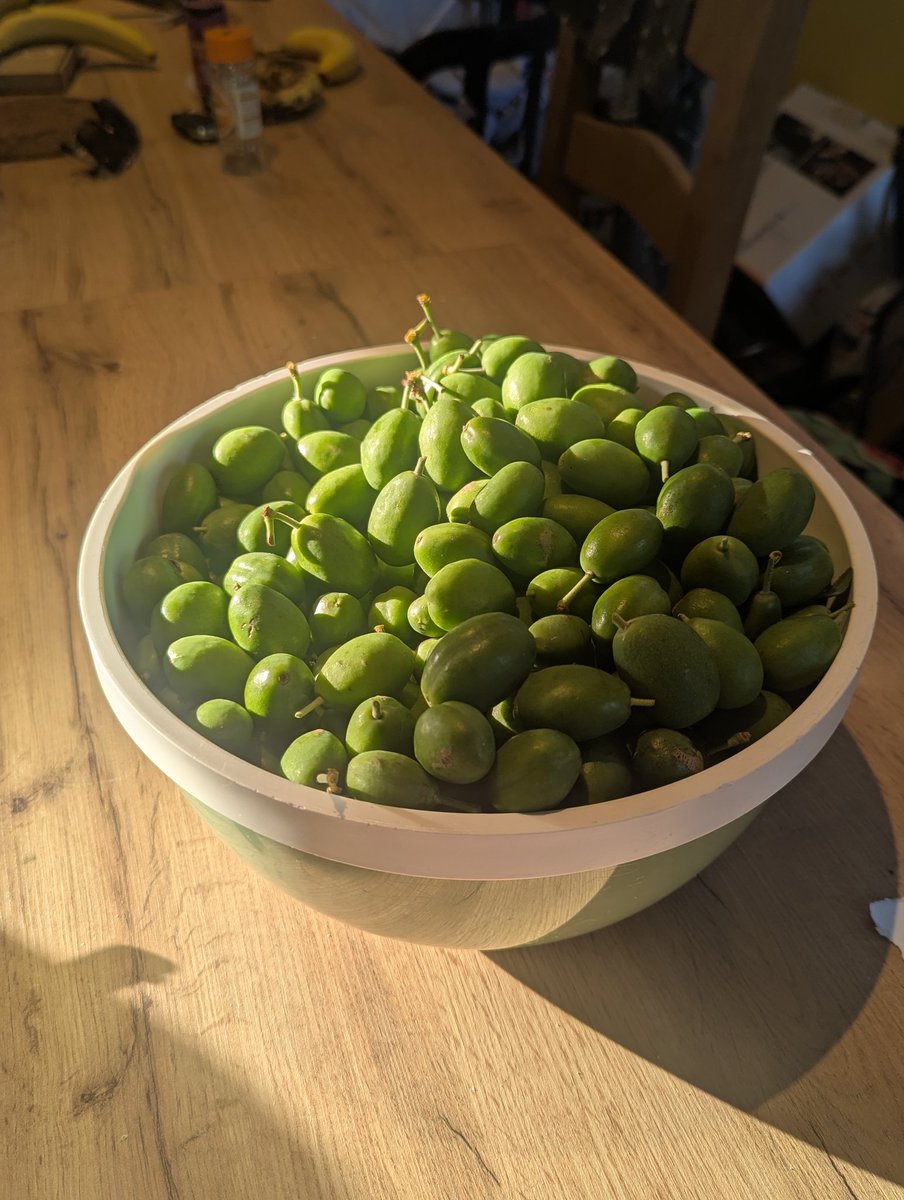 CGuilding's tweet image. It feels wrong to chop out and throw away so many developing plums. But I've been told there should be about a 5cm gap between each plum (see final pic), so in the compost bin they go! #plum #pruning